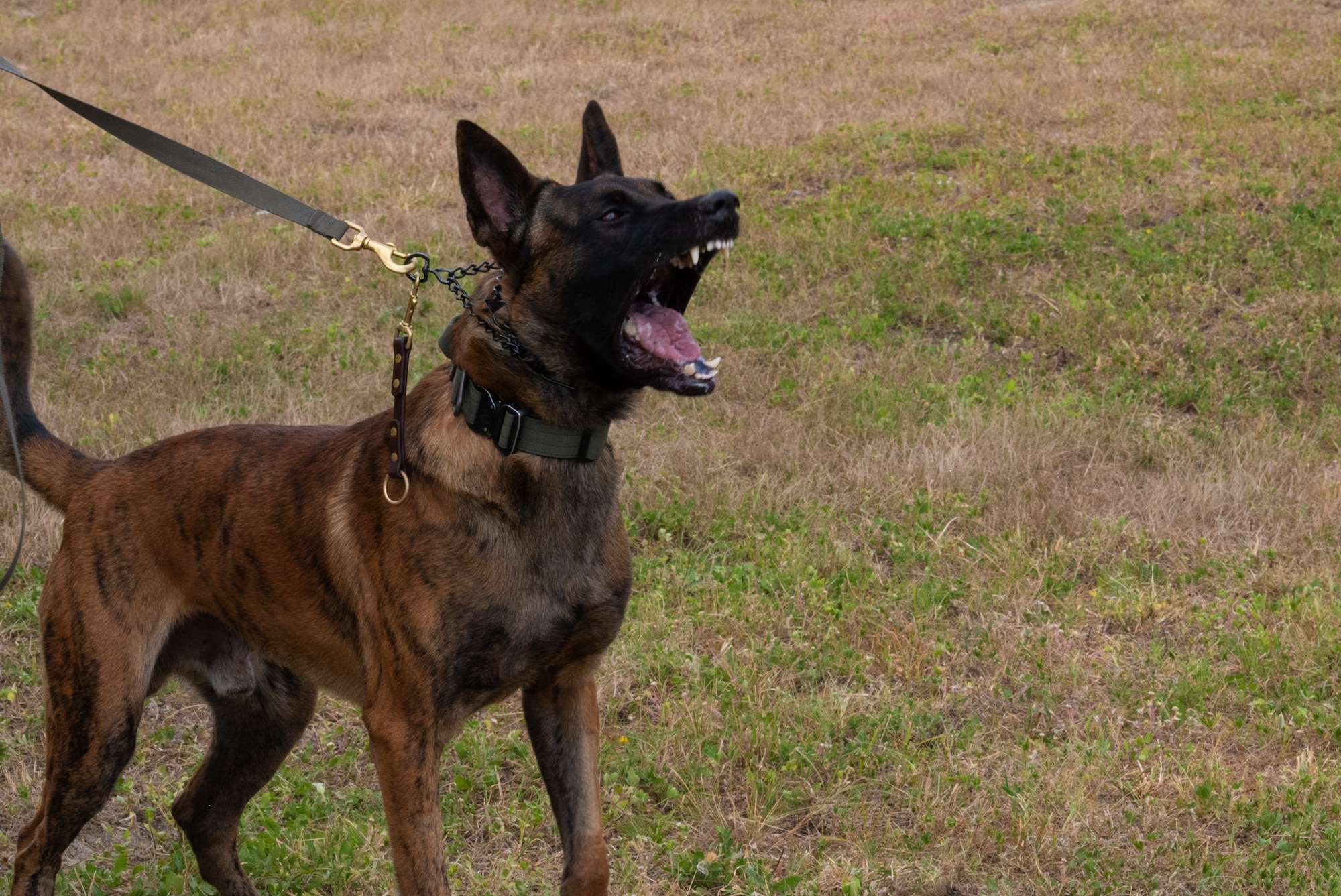 Jerry, a U.S. Air Force military working dog assigned to the 1st Special Operations Security Forces Squadron, barks during a simulated intruder exercise on Eglin Air Force Base, Florida, Aug. 26, 2024.