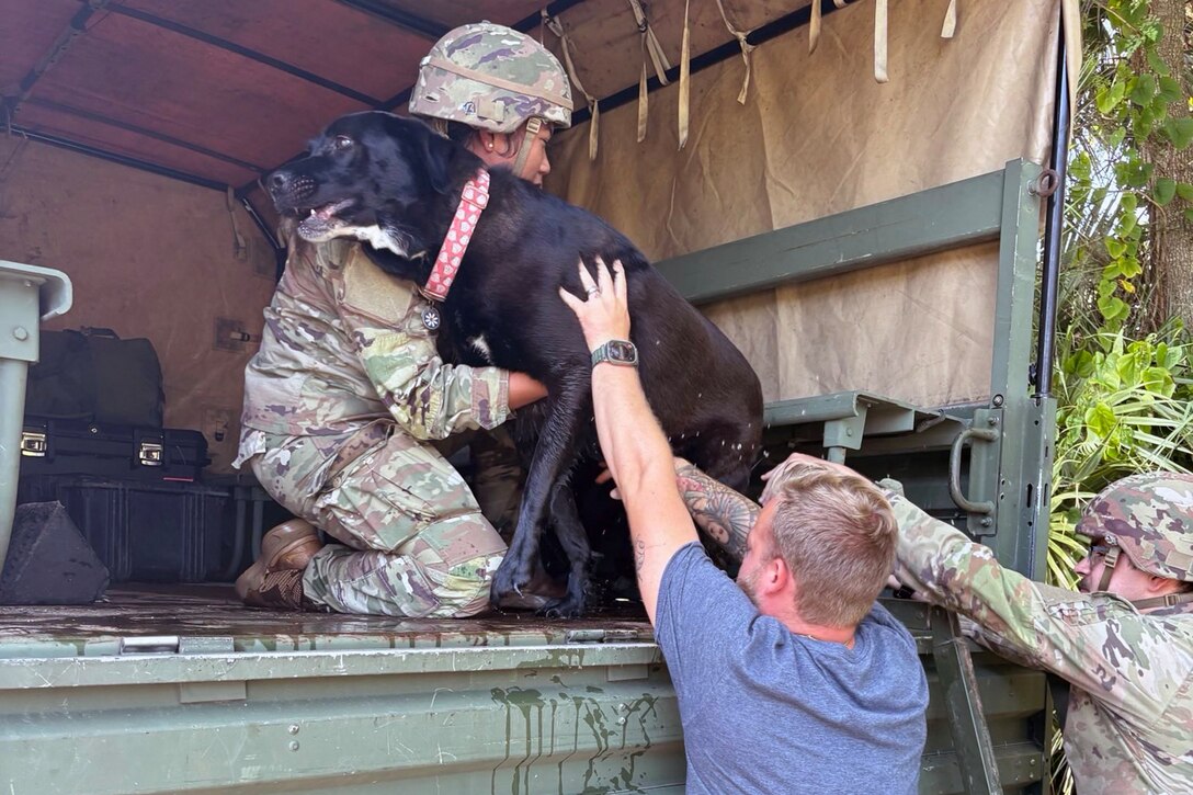 A soldier holds a dog at the back of a truck while a soldier and a civilian push the dog up to the truck.
