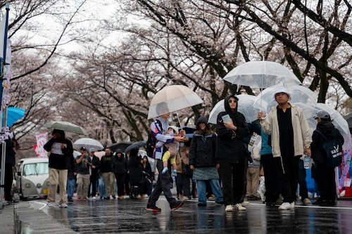 Japanese and Yokota community members walk underneath sakura trees.