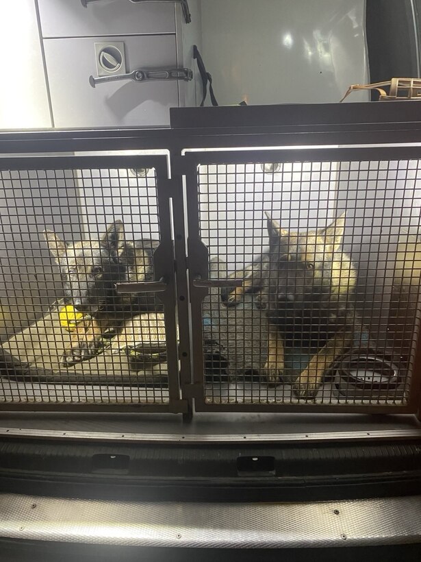 Estonian military working dogs on their way to Lithuania
