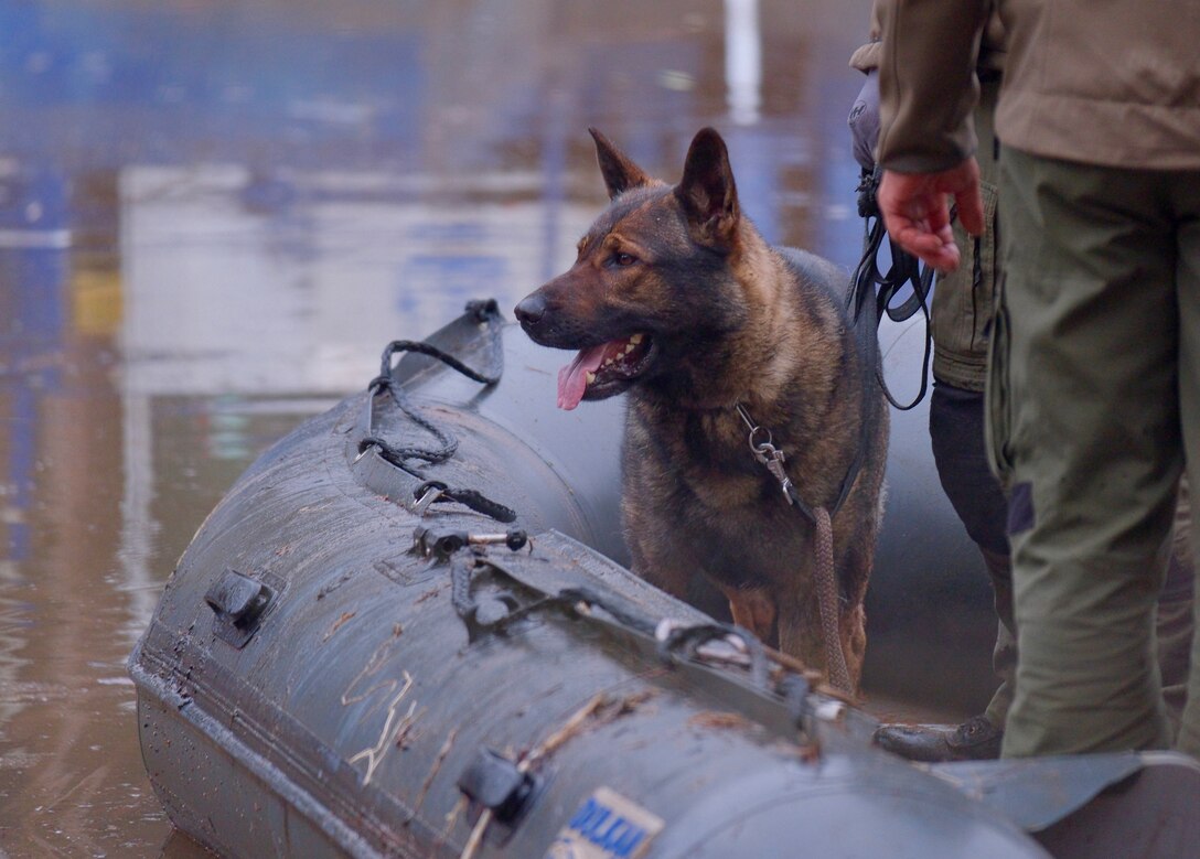 Maik, a search and rescue military police dog and his handler of the Estonian Defense Force assist in recovery efforts of a missing U.S. soldier on a military training site