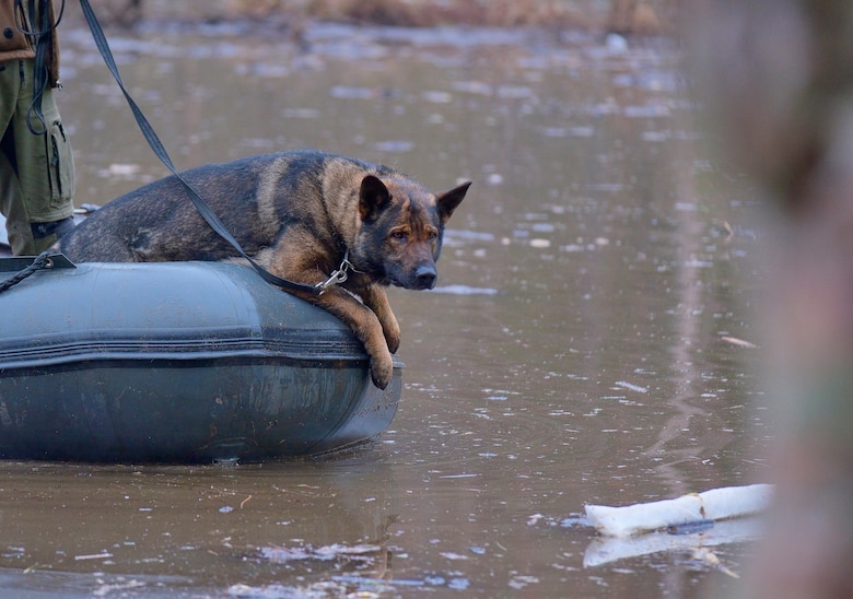 Maik, a search and rescue military police dog and his handler of the Estonian Defense Force assist in recovery efforts of a missing U.S. soldier on a military training site