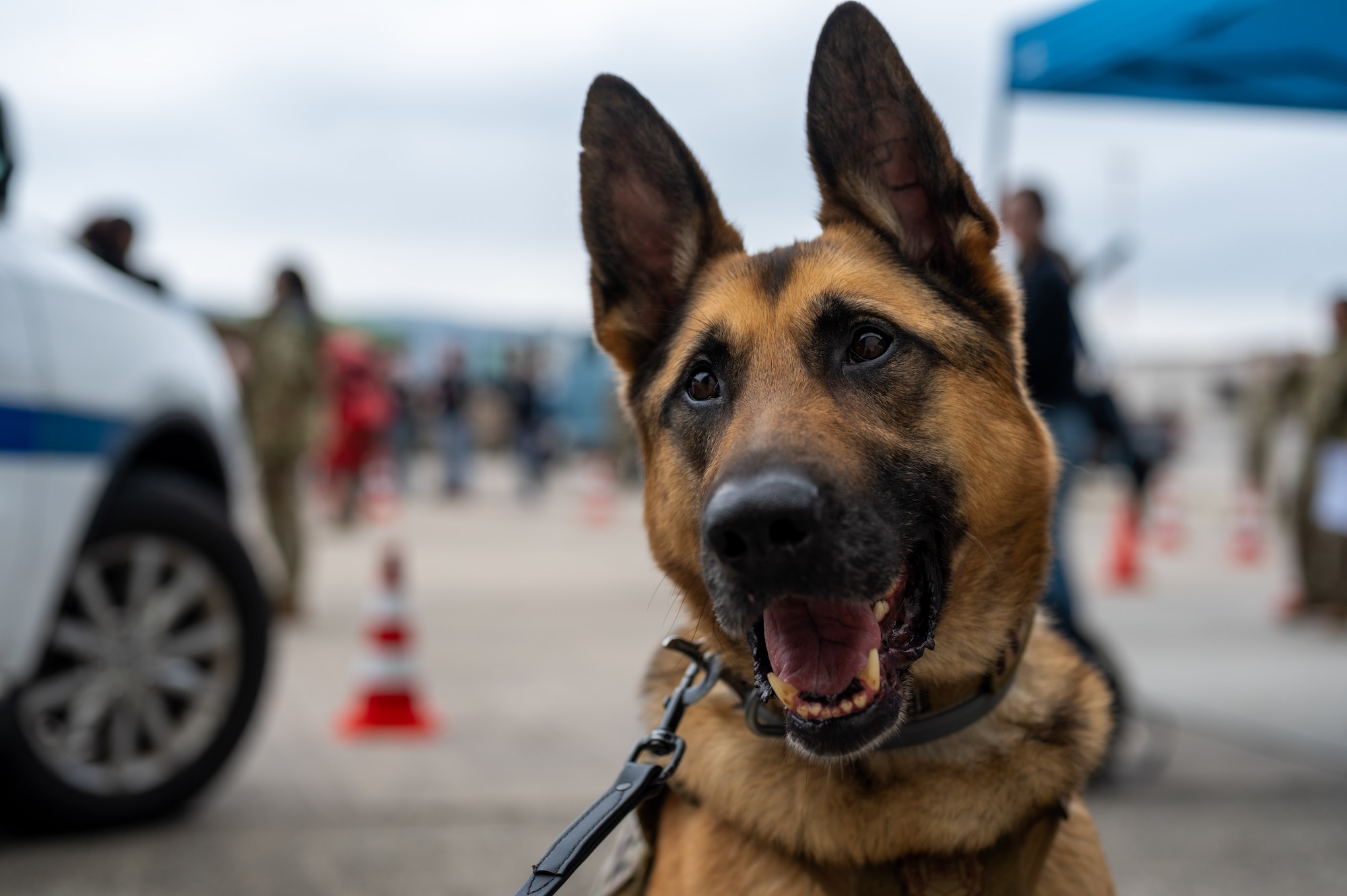 A K9 police dog poses for photo