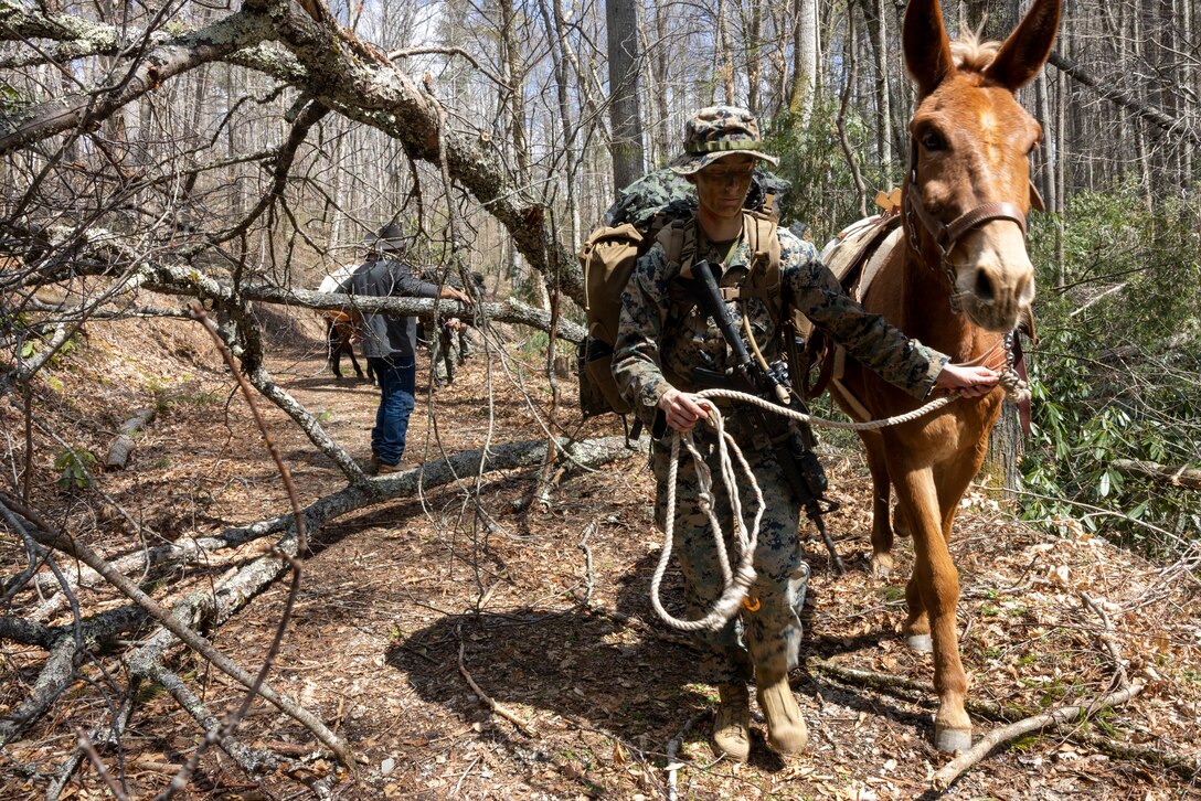 U.S. Marine Corps 1st Lt. Samantha Bolton, a logistics officer with Combat Logistics Battalion 8, Combat Logistics Regiment 2, 2nd Marine Logistics Group, and a native of North Carolina, leads her mule over a fallen tree during an Animal Handler and Packers course in Roan Mountain, Tennessee, March 25, 2025. The course facilitates training for Marines to leverage multi-modal logistics in an Expeditionary Advanced Base Operations environment where the terrain is too austere for vehicle transportation. (U.S. Marine Corps photo by Cpl. Apollo Wilson)