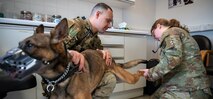 mwd getting a vet check up