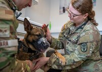mwd getting a vet check up