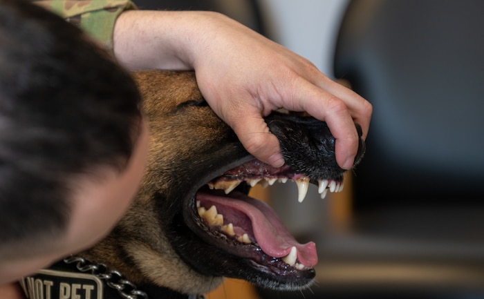 mwd getting a vet check up