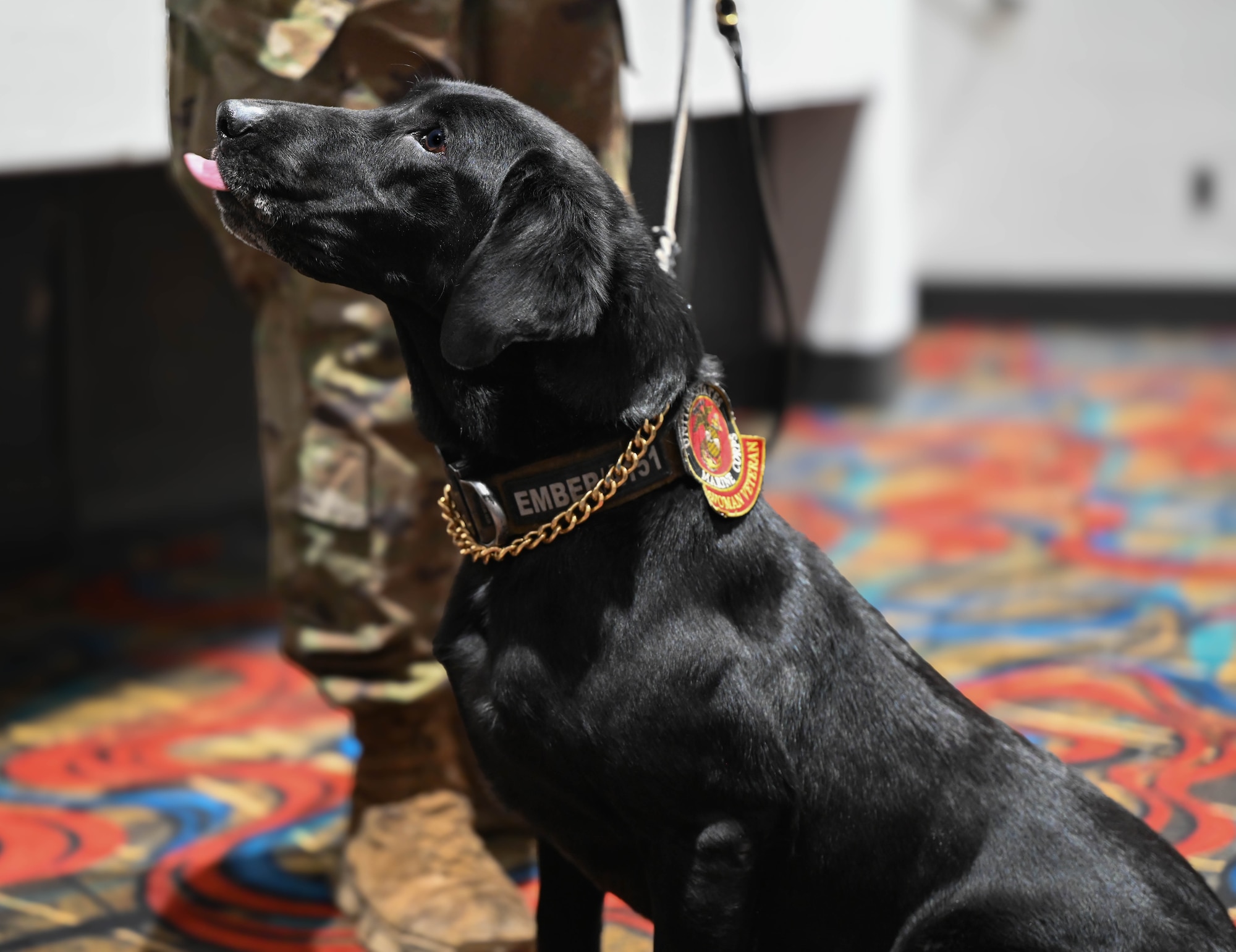 A military working dog is sitting with her tongue slightly out