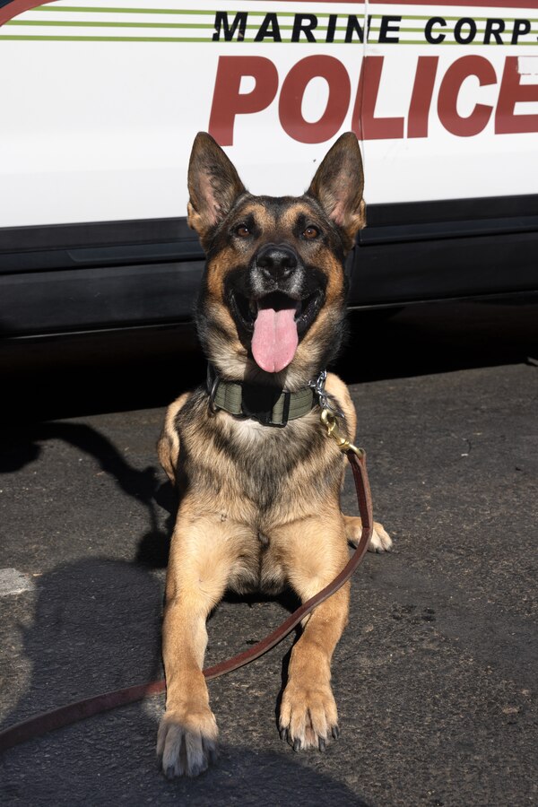U.S. Marine Corps military working dog Sergo, Provost Marshals Office, Headquarters and Headquarters and Headquarters Squadron, Marine Corps Air Station Yuma, Arizona, poses for a photo during Military Appreciation Day in Downtown Yuma, March 22, 2025. The City of Yuma held a celebration for Military Appreciation Day to express their support and gratitude for the service members who are currently serving and for those who have previously served. (U.S. Marine Corps photo by Lance Cpl. Christian Radosti)