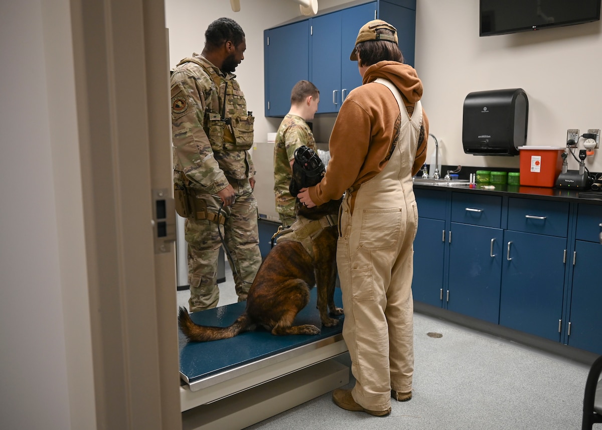 A dog in a camouflage harness sits on a table and is pet by a woman in overalls.