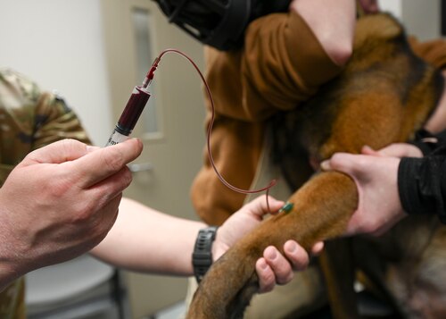 A needle in a dog's leg draws blood into a syringe.