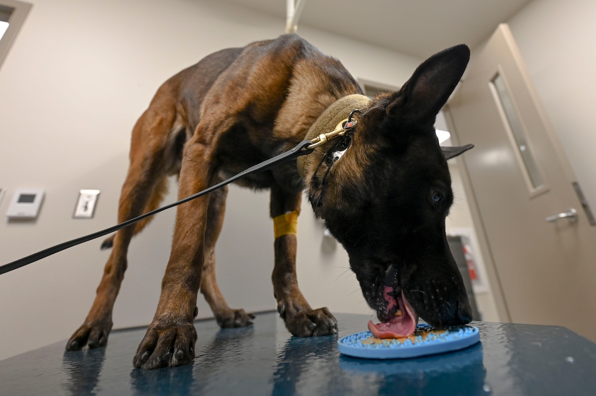 A dog stands on a table licking peanut butter off of a small textured mat.