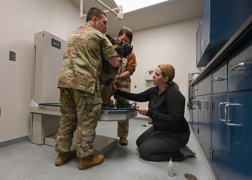 People restrain a dog on a table ot draw her blood.
