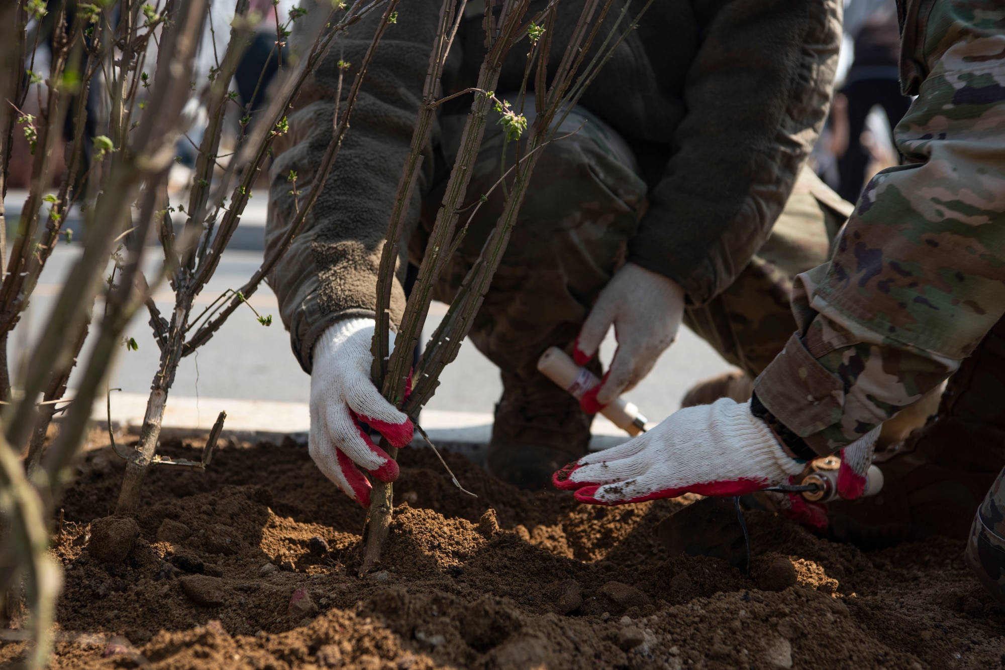 U.S. Airmen assigned to the 51st Fighter Wing plant trees during the 80th Arbor Day event in Pyeongtaek, Republic of Korea, March 31, 2025.