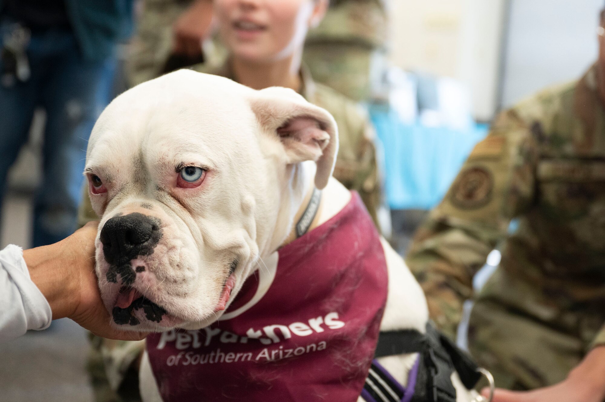 A therapy dog visits with Airmen during the Sexual Assault Prevention and Response office’s open house at Davis-Monthan Air Force Base, Arizona, April 4, 2025. The therapy dogs are intended to provide comfort for victims of sexual assault or violence when speaking of their experiences during appointments or in court. (U.S. Air Force photo by Airman Samantha Melecio)