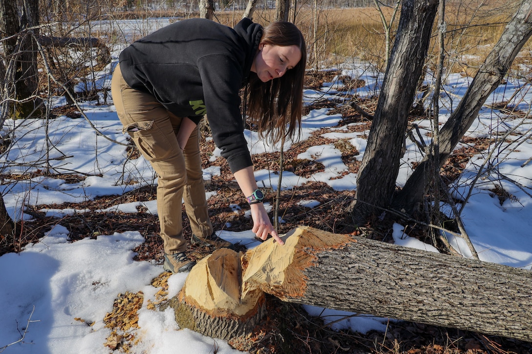 Jena Nierman, head supervisor of the Fish and Wildlife Program, Natural Resources and Environmental Affairs Division for Marine Corps Base Quantico, points out bite marks from beaver damage at Camp Barret on Marine Corps Base Quantico, Virginia, January 29, 2025. Cambium is a soft layer found in trees that beavers need as a part of their sustenance that is readily available for consumption. Beavers found on MCB Quantico are essential to the ecosystem to help with habitat creation, biodiversity, and water quality control. (U.S. Marine Corps photo by Sgt. Miranda C. DeKorte)