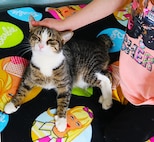 Teagan Sneed, the 6-year-old daughter of 123rd Engineer Battalion Staff Sgt. Ashley Sneed, pets a cat in the mobile Pawsotively Scrumptious Cat Cafe during the Mount Vernon Easter Egg Hunt for Military Families.