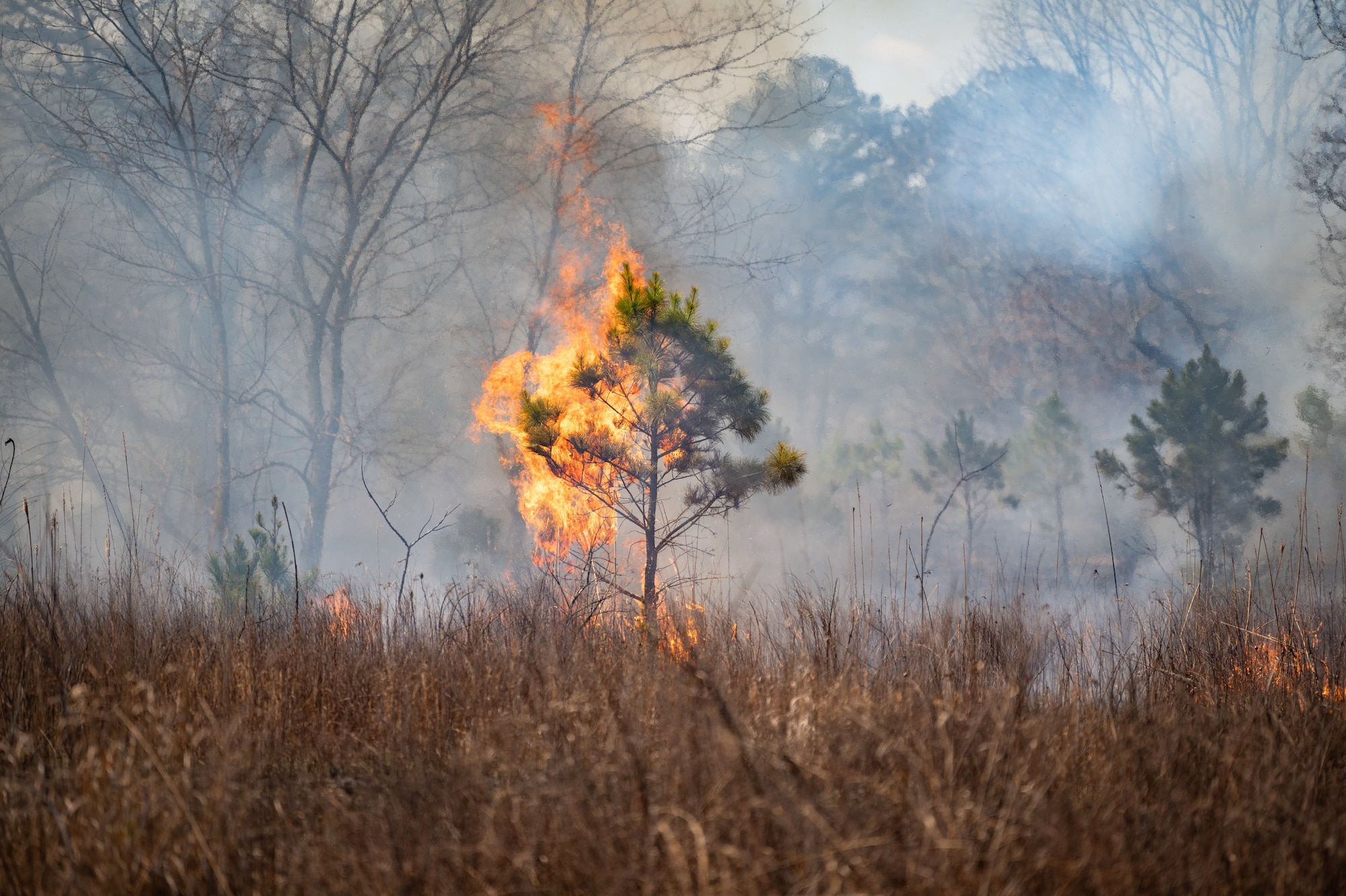 Firefighters from Arnold AFB and the USAF Wildland Fire Branches of Shaw AFB and Beale AFB, join forces to execute a prescribed burn on acreage surrounding Arnold AFB, Tenn., March 26, 2025. The prescribed burn prevents overgrowth of foliage on the forest floor and offers valuable training to the participating personnel. (U.S. Air Force photo by Keith Thornburgh)