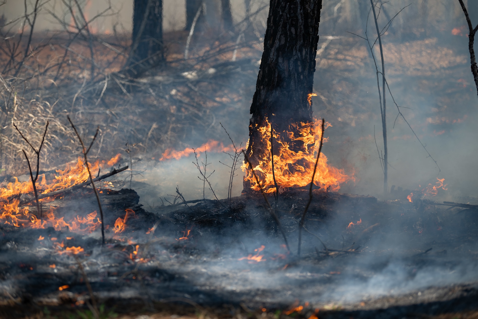 Firefighters from Arnold AFB and the USAF Wildland Fire Branches of Shaw AFB and Beale AFB, join forces to execute a prescribed burn on acreage surrounding Arnold AFB, Tenn., March 26, 2025. The prescribed burn prevents overgrowth of foliage on the forest floor and offers valuable training to the participating personnel. (U.S. Air Force photo by Keith Thornburgh)
