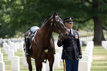 An Army Soldier wearing dark ceremonial uniform is holding the reigns of a horse while standing in a cemetery.