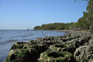 Oyster reef balls line the shores of MacDill Air Force Base, Florida, April 10, 2025.