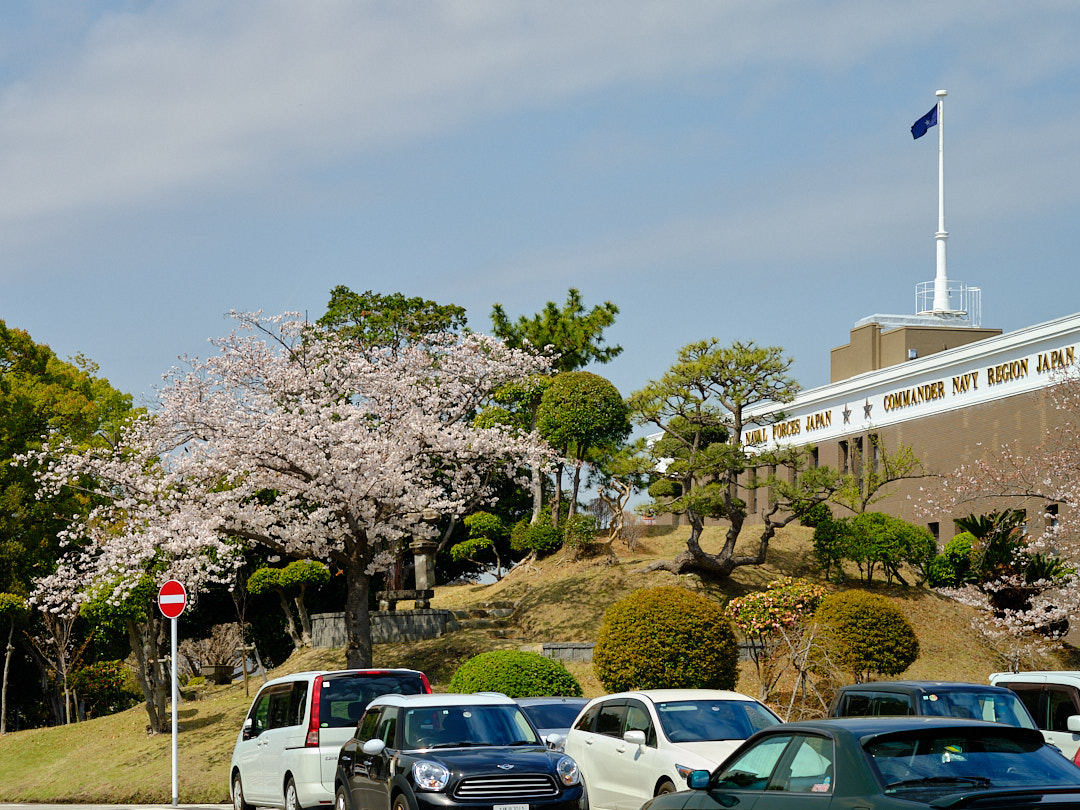 Cherry Blossoms on Command Hill