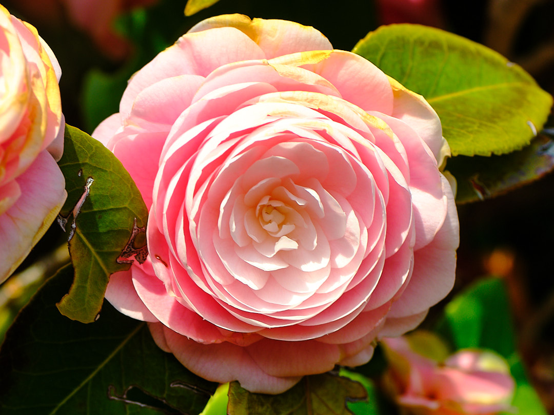 Tsubaki Bloom on CFAY
