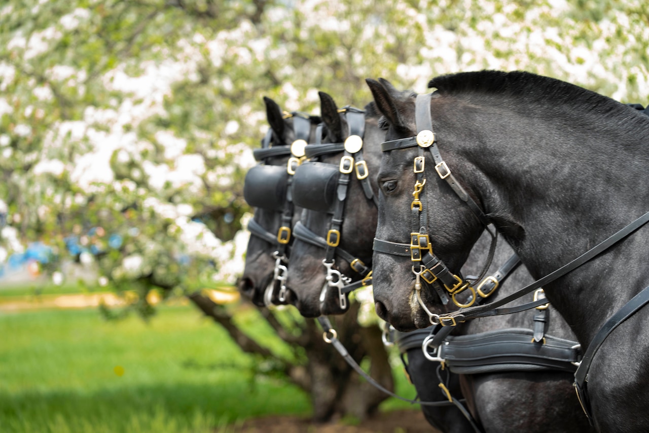 Three black horses stand in line with reins on their heads.