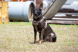 Izmos, 36th Security Forces Squadron military working dog, waits for a command at Andersen Air Force Base, Guam, April 15, 2025. Military working dogs play a vital role in key missions to include vehicle sweeps, drug and explosive detections, and tracking down suspects. (U.S. Air Force photo by Staff Sgt. Jasmine M. Barnes)