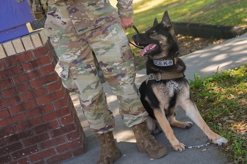 Faro, a Military Working Dog from the 78th Security Forces Squadron, looks up at his handler at the Gate 3 Visitors Center welcome sign at Robins Air Force Base, Georgia, April 17, 2025.