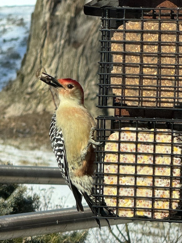 Woodpecker