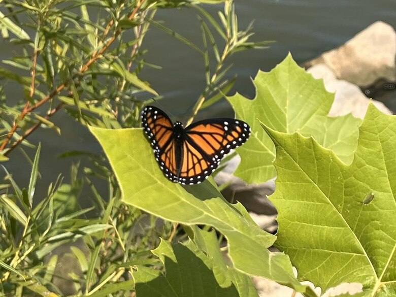 Butterfly at Delaware Lake