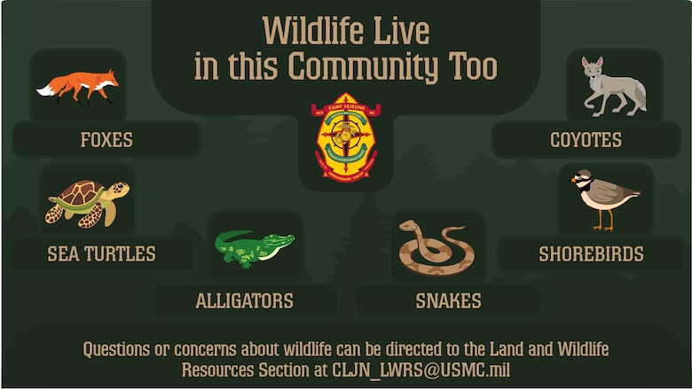 Wildlife Graphic