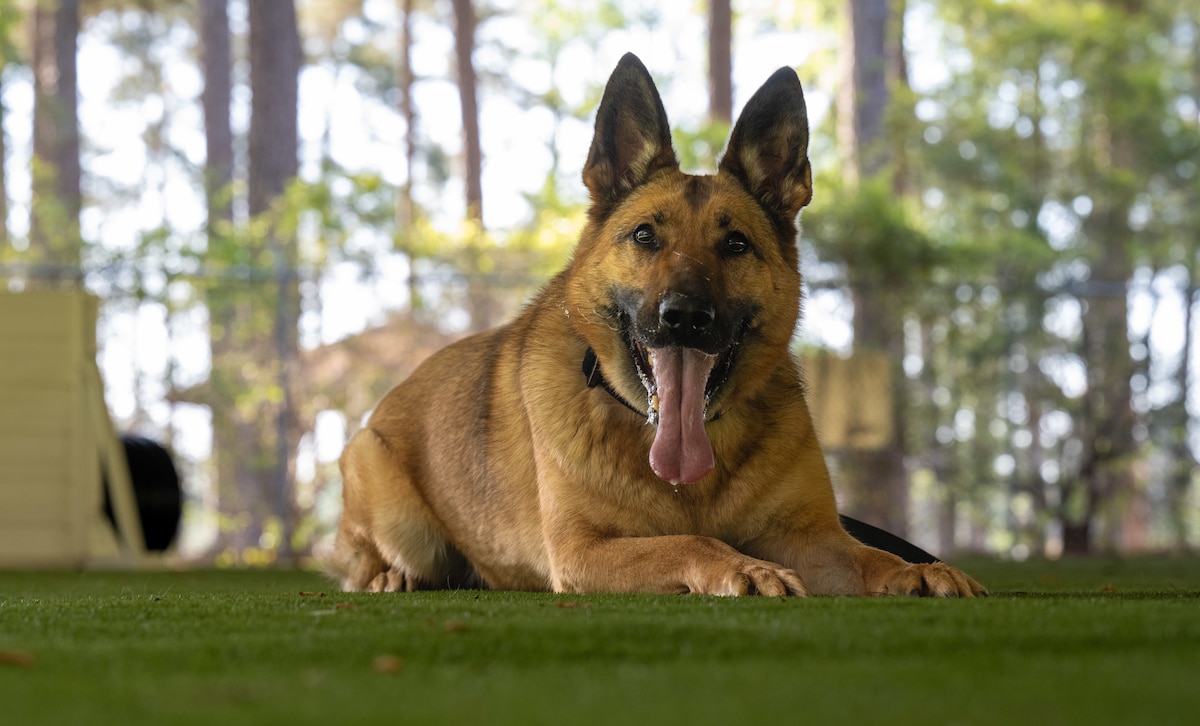Reni, 4th Security Forces Squadron military working dog, poses for a photo during training at Seymour Johnson Air Force Base, North Carolina, Apr. 14, 2025. MWDs conduct various types of training with their handlers daily to maintain mission readiness. (U.S. Air Force photo by Airman Rebecca Tierney)