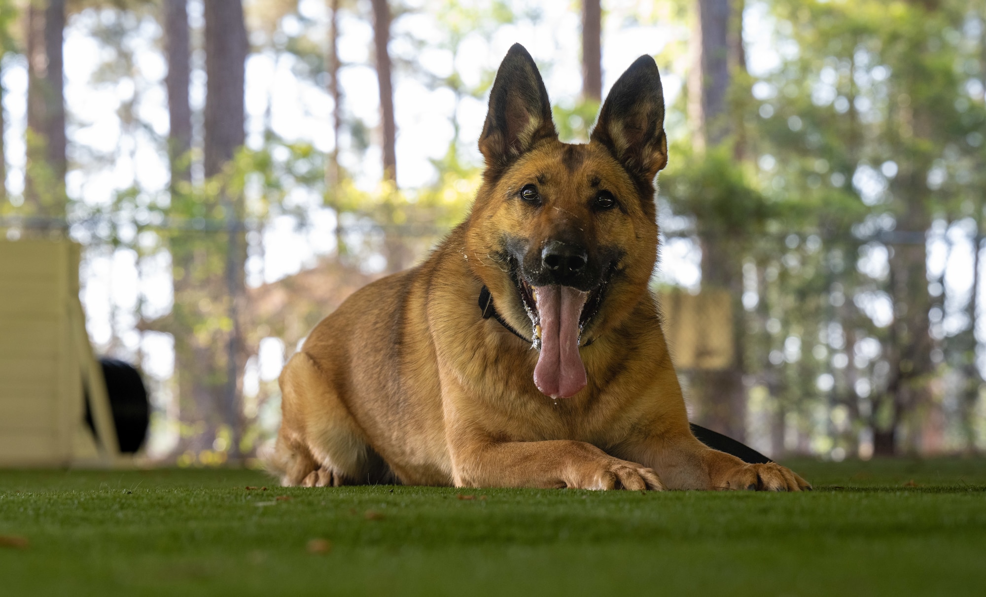 Reni, 4th Security Forces Squadron military working dog, poses for a photo during training at Seymour Johnson Air Force Base, North Carolina, Apr. 14, 2025. MWDs conduct various types of training with their handlers daily to maintain mission readiness. (U.S. Air Force photo by Airman 1st Class Rebecca Tierney)