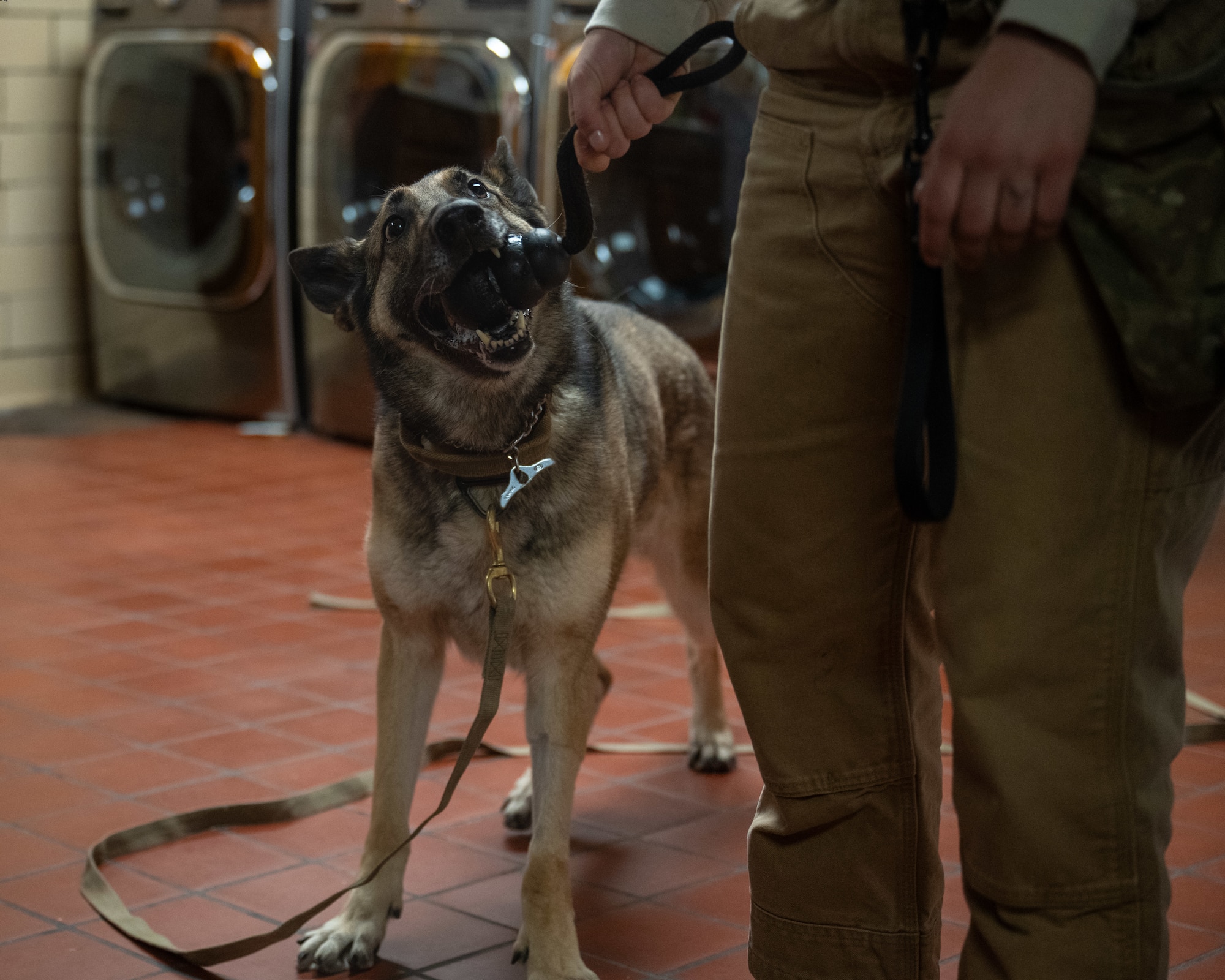 Emese, 4th Security Forces Squadron military working dog, participates in detection training at Seymour Johnson Air Force Base, North Carolina, Apr. 14, 2025. MWDs conduct various types of training with their handlers daily to maintain mission readiness. (U.S. Air Force photo by Airman Rebecca Tierney)