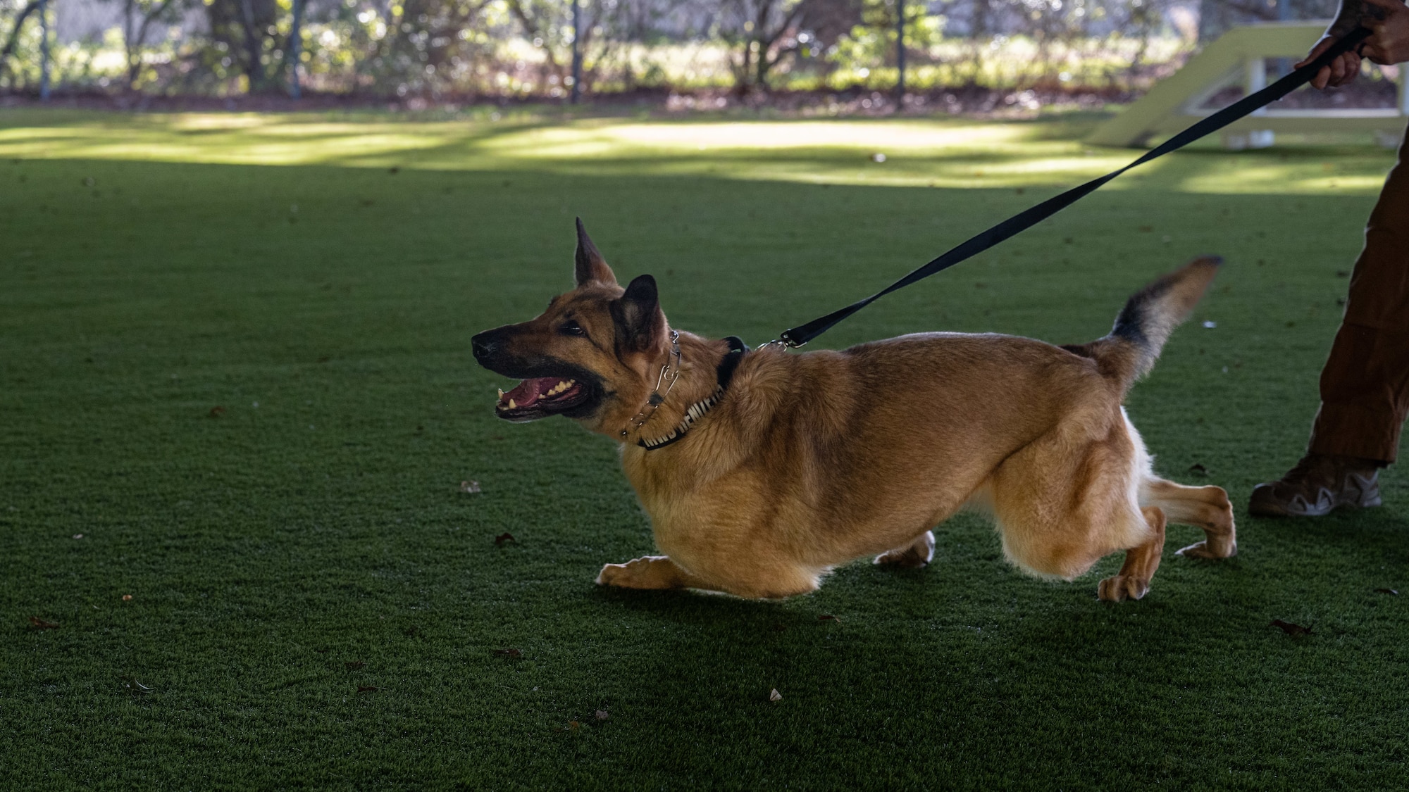 Reni, 4th Security Forces Squadron military working dog, participates in bite training at Seymour Johnson Air Force Base, North Carolina, Apr. 14, 2025. MWDs conduct various types of training with their handlers daily to maintain mission readiness. (U.S. Air Force photo by Airman Rebecca Tierney)