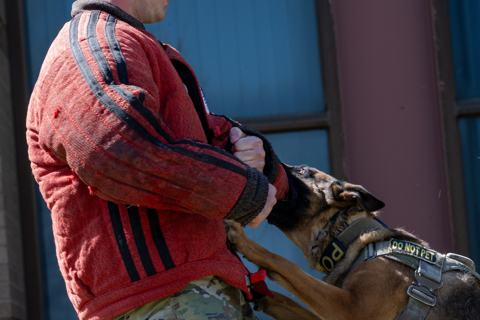 Kita, 22nd Security Forces Squadron military working dog, bites the arm of a 22nd SFS member during the Family Festival of Fun at McConnell Air Force Base, Kansas, April 12, 2025. The demonstration, put on by the 22nd Security Forces Squadron, showcased the capabilities of MWD teams. (U.S. Air Force photo by Airman 1st Class Paula Arce)