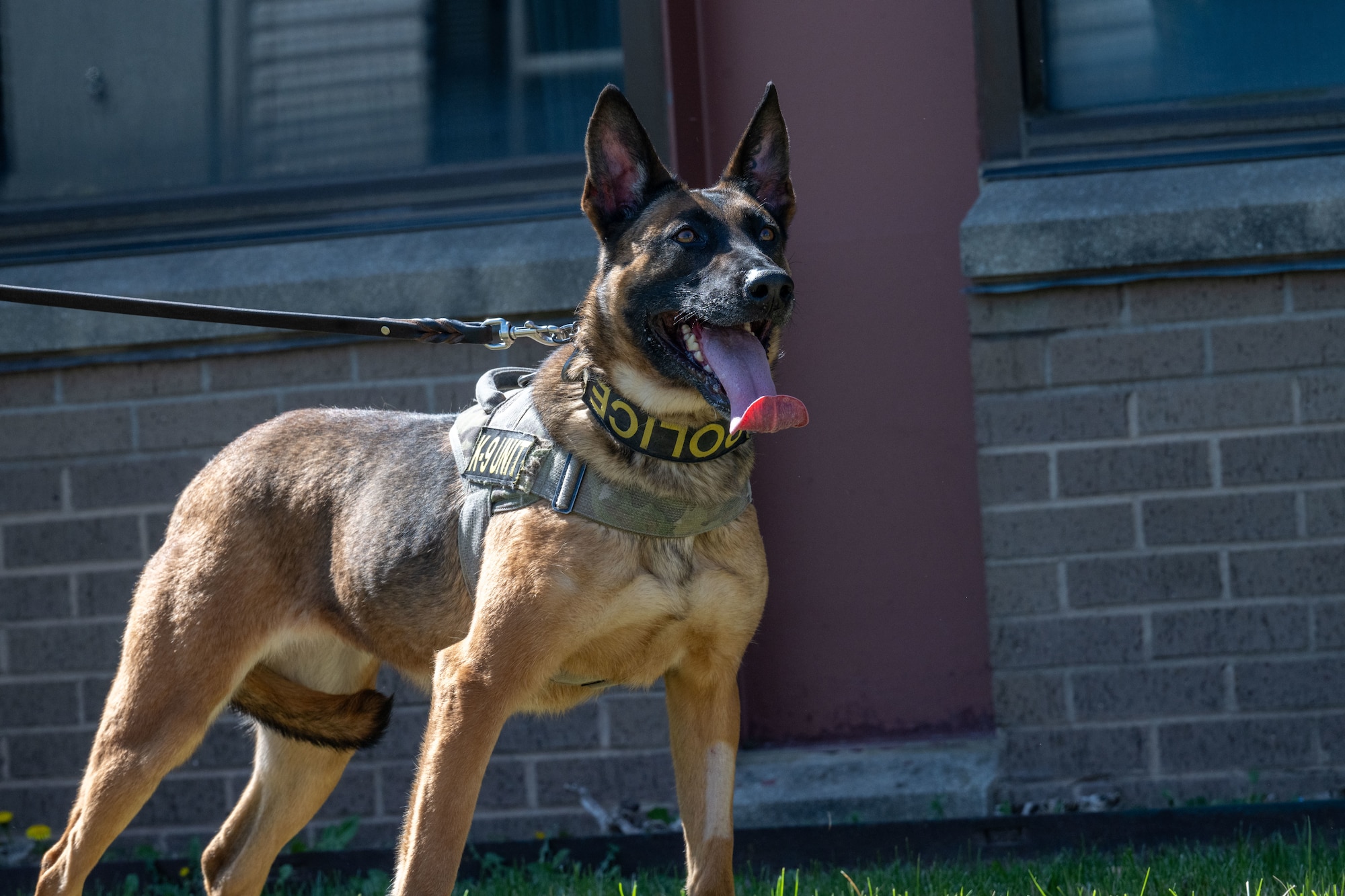 Kita, 22nd Security Forces Squadron military working dog, waits for a command at the Family Festival of Fun at McConnell Air Force Base, Kansas, April 12, 2025. The demonstration, put on by the 22nd Security Forces Squadron, showcased the capabilities of MWD teams. (U.S. Air Force photo by Airman 1st Class Paula Arce)