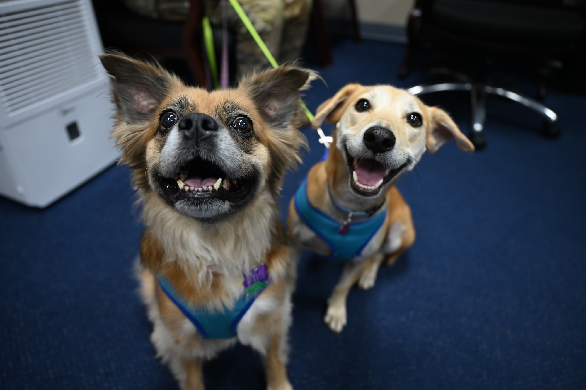 Olivia, left, and Nimits, right, pose for a photo during the Boonie Dog support agreement signing at Andersen Air Force Base, Guam, April 24, 2025. Oliva and Nimits were one of the canine attendees for the Boonie Dog proclamation signing. (U.S. Air Force photo by Airman 1st Class Adasha Williams)