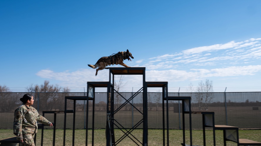 U.S. Air Force Staff Sgt. Sandra Ohta-Jones Harris, 5th Security Forces Squadron military working dog handler, watches Hexo, 5SFS military working dog, navigate an obstacle course during obedience training at Minot Air Force Base, North Dakota, April 21, 2025. Ohta-Jones Harris conducted obedience training with Hexo to build trust, coordination and responsiveness. (U.S. Air Force photo by Senior Airman Kyle Wilson)