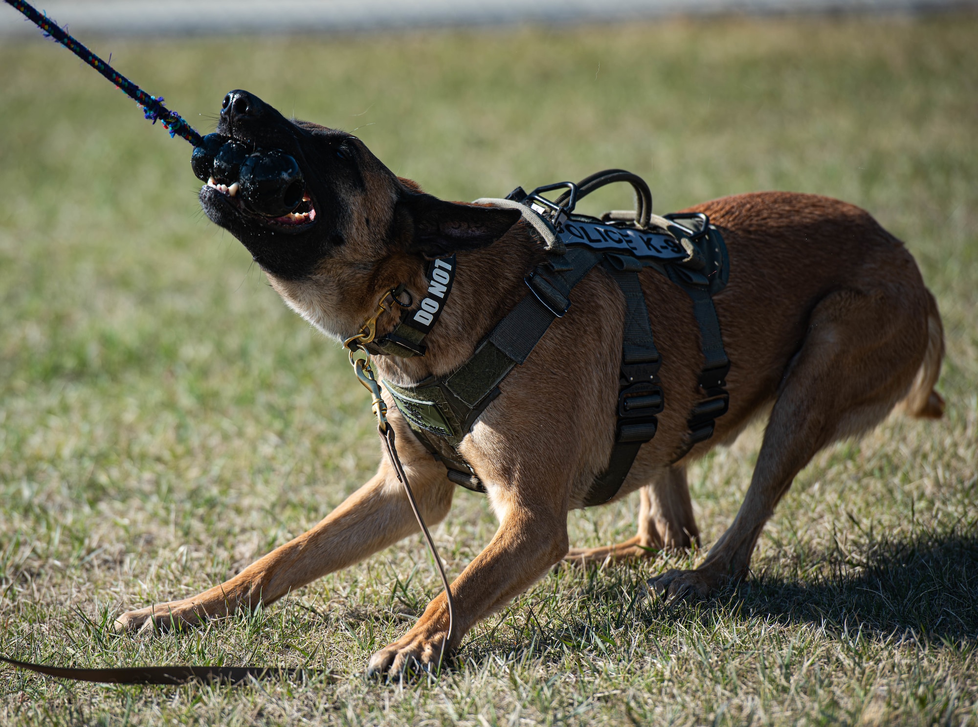 Hektor, 5th Security Forces Squadron military working dog, bites a toy during obedience training at Minot Air Force Base, North Dakota, April 21, 2025. Hektor was given this toy as a reward to reinforce positive behavior. (U.S. Air Force photo by Senior Airman Kyle Wilson)