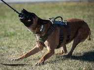 Hektor, 5th Security Forces Squadron military working dog, bites a toy during obedience training at Minot Air Force Base, North Dakota, April 21, 2025. Hektor was given this toy as a reward to reinforce positive behavior. (U.S. Air Force photo by Senior Airman Kyle Wilson)