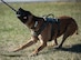 Hektor, 5th Security Forces Squadron military working dog, bites a toy during obedience training at Minot Air Force Base, North Dakota, April 21, 2025. Hektor was given this toy as a reward to reinforce positive behavior. (U.S. Air Force photo by Senior Airman Kyle Wilson)