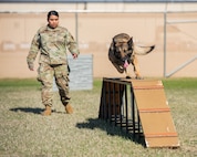 U.S. Air Force Staff Sgt. Sandra Ohta-Jones Harris, 5th Security Forces Squadron military working dog handler, watches Hexo, 5SFS military working dog, navigate an obstacle course during obedience training at Minot Air Force Base, North Dakota, April 21, 2025. Ohta-Jones Harris conducted obedience training with Bexo to build trust, coordination and responsiveness. (U.S. Air Force photo by Senior Airman Kyle Wilson)