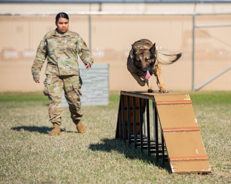 U.S. Air Force Staff Sgt. Sandra Ohta-Jones Harris, 5th Security Forces Squadron military working dog handler, watches Hexo, 5SFS military working dog, navigate an obstacle course during obedience training at Minot Air Force Base, North Dakota, April 21, 2025. Ohta-Jones Harris conducted obedience training with Bexo to build trust, coordination and responsiveness. (U.S. Air Force photo by Senior Airman Kyle Wilson)
