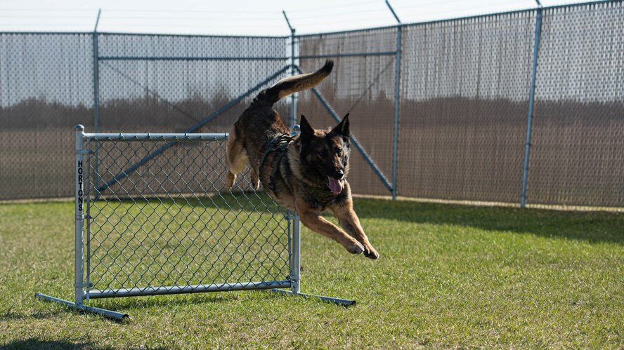 Hexo, 5th Security Forces Squadron military working dog, jumps over an obstacle during obedience training at Minot Air Force Base, North Dakota, April 21, 2025. The 5SFS’s military working dogs regularly undergo training to enhance mission readiness and effectiveness. (U.S. Air Force photo by Senior Airman Kyle Wilson)