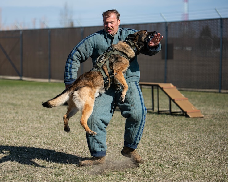 Hexo, 5th Security Forces Squadron military working dog, bites U.S. Air Force Staff Sgt. Wade Alfson, 5th SFS military working dog trainer, during bite training at Minot Air Force Base, North Dakota, April 21, 2025. Bite training teaches military working dogs how to properly apprehend and subdue threats. (U.S. Air Force photo by Senior Airman Kyle Wilson)