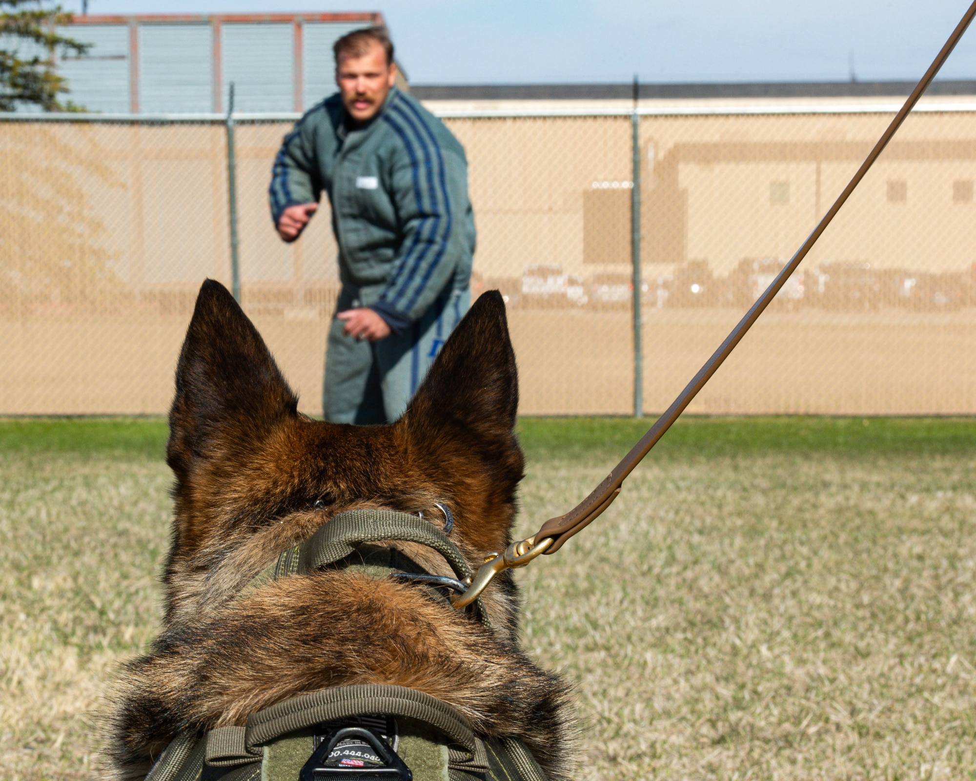 Hexo, 5th Security Forces Squadron military working dog, looks at U.S. Air Force Staff Sgt. Wade Alfson, 5SFS military working dog trainer, during bite training at Minot Air Force Base, North Dakota, April 21, 2025. Bite training teaches military working dogs how to properly apprehend and subdue threats. (U.S. Air Force photo by Senior Airman Kyle Wilson)