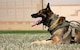 Hexo, 5th Security Forces Squadron military working dog, rests during a break in training at Minot Air Force Base, North Dakota, April 21, 2025. The 5SFS’s military working dogs regularly undergo training to enhance mission readiness and effectiveness. (U.S. Air Force photo by Senior Airman Kyle Wilson)
